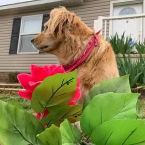 Meet your Posher, Mia